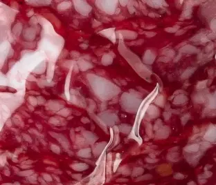 Salam Moldovenesc cu vin roșu, crud-afumat